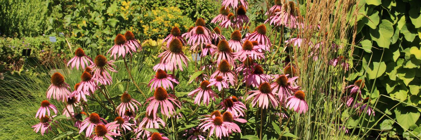 Plants for Native Iowa Landscaping