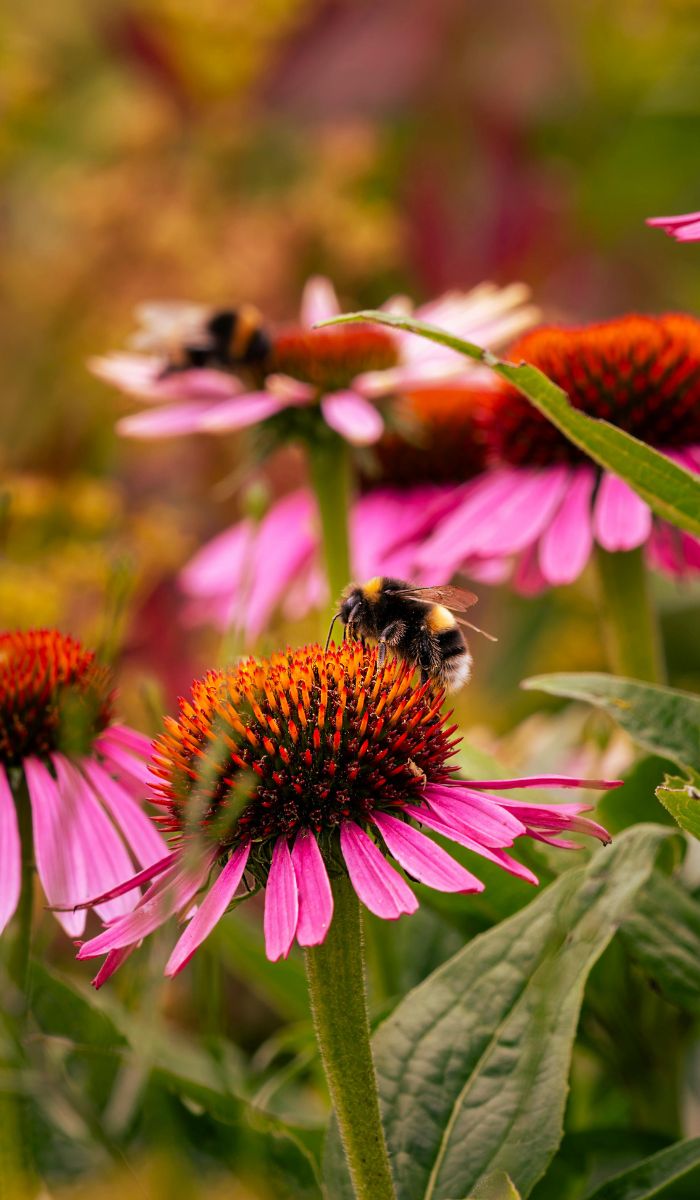 Pollinator garden